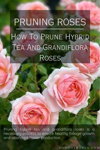 Pruning hybrid tea and grandiflora roses is a necessary process to ensure healthy foliage growth and abundant flower production. Click on the pin to discover some tips on how to successfully prune your hybrid tea and grandiflora roses