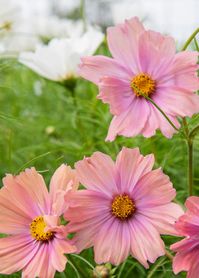 The stunning Cosmos Apricotta boasts apricot and peach petals, edged in beautiful raspberry pink. Its large, cupped blooms are perfect for cutting and bringing inside to enjoy. Plus, they’ll keep blooming all summer long until the first fall frost. With its tall stature, Cosmos Apricotta is perfect for planting at the back of your bed to add some drama to your garden. Herboo is all about making a garden, anywhere. Whatever your age, your space, whether you are growing indoors, a window box, terr