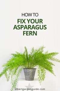 How to fix your Asparagus Fern and pervent yellow or brown foliage. Find out how to prevetn overwatering, discover what really makes a difference in keeping your Asparagus Fern healthy and thriving.