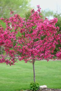 Backyard-middle shade tree-prairie fire crab tree - Google Search not sure on this