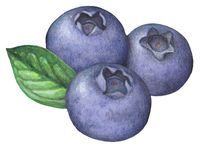 Fruit illustration of three blueberries and a leaf.