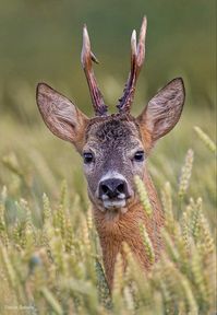 A relatively small deer species, widespread in Europe.