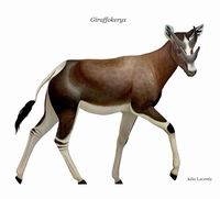 Giraffokeryx is an extinct medium-sized giraffid that resembled either an okapi or a small giraffe—possiblly ancestor of both. It is distinguished from other giraffids by the four ossicones on its head. Miocene of the Indian subcontinent and Eurasia.