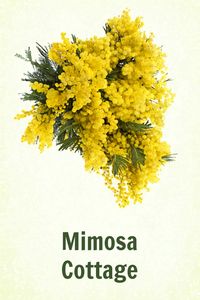 Mimosa