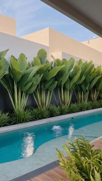 Create a serene and shaded retreat around your pool with these 15 privacy plants that provide both privacy and shade. From tall trees to lush shrubs, these plants are perfect for enhancing privacy and creating a tranquil atmosphere in your pool area. Enjoy a peaceful and secluded poolside experience with these privacy plants that offer both shade and serenity.