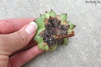 How to Re-Plant Hens and Chicks