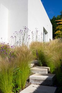 Stipa, Erysimum Bowles Mauve and Verbena Bonariensis