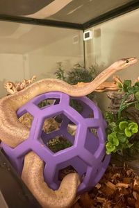 Do you want to enrich your pet snake with toys? Here are 25 snake toy and enrichment activity ideas you can apply.