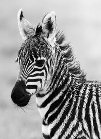 Zebra foal (by Denzil Mackrory) https://www.facebook.com/wildlifetourisms More