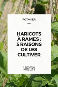 Le semis des haricots est toujours assez tardif chez nous et intervient courant juin. D’une part parce que je calcule pour que l’heure des premières récoltes coïncide avec notre retour de...