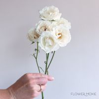 White and Cream Spray Roses | Bulk Wedding Flowers - Flower Moxie