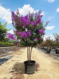 Miss Sandra Crape Myrtle For Sale | The Tree Center