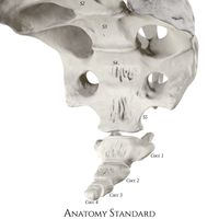 3D model of the lower sacrum (S3-S5) and the coccyx.