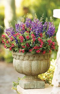 Hummingbird Container Gardening Container gardening tips to attract hummingbirds and create a colorful oasis of plants and flowers in your own backyard. Hummingbirds love Superbells, from Proven Winners. Transform your yard into a metropolis for hummingbirds with simple, stunning containers they will love.