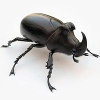 Rhinoceros Beetle 3D Model #AD ,#Rhinoceros#Beetle#Model