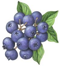 Botanical illustration of a bunch of blueberries hanging on a branch with leaves.