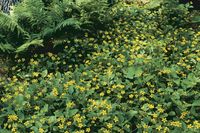 10 Ground Covers for Shade - FineGardening