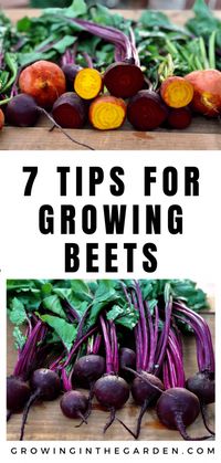 How to Grow Beets: 7 Tips for Growing Beets | Growing In The Garden