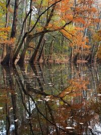 Congaree National Park, South Carolina