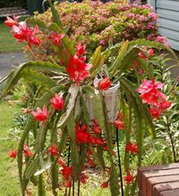 Características y cultivo del cactus orquídea