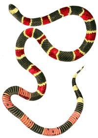 Micrurus averyi, also known commonly as Avery's coral snake and the black-headed coral snake, is a species of coral snake, a venomous snake in the genus Micrurus of the family Elapidae. The species is indigenous to northern South America.