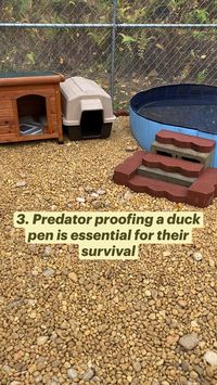 Raising ducks as pets can be such a wonderful experience, but it’s important to do a lot of research before purchasing them so you don’t make mistakes like this that could harm the ducks.