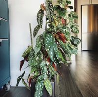 #urbanjungleclub #plantlover#sharingplants#plantlove#passionforplants#loveplants#plantsmakepeoplehappy#plantpower#plantlife#poweredbyplants#plantsofinstagram#urbanjungle#houseplants#indoorplants#plantlove#plantstagram#houseplantclub#plantlady#plantmom#homejungle#crazyplantlady#plantparent#plantsmakemehappy#indoorgarden#plantsarefriends#plantparenthood#pottedplants#girlswithplants#pflanzenmuddi#zimmerpflanze