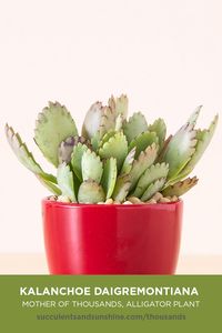 Kalanchoe daigremontiana