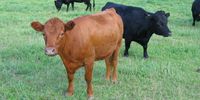 We here at the American Cattlemen have posted this article to inform you of the Dexter cattle breed. This story is brought to you by American Dexter Cattle Association.