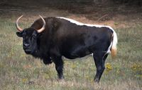 Skunk is a beefalo, a bison/cow hybrid, (Bison bison X Bos primigenius) that was born at Noah's Ark. Her father, a bison named Bob, was neutered before being introduced to cows but as we later learned, was able to remain fertile long enough to impregnate Skunk's mother, even after being neutered. Skunk is a beautiful animal, with the body shop and horns of a bison, the gentle nature of a cow, and a unique coat pattern that doesn't fall into either category! #beefalo #bison #cow www.noahs-ark.org