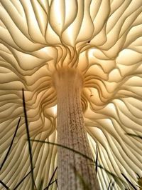 Underside of a mushroom cap