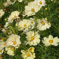 The flowers of this variety have yellow petals that fade to a creamy white when finished blooming. Suitable for cutting, beds and borders, and the pollinator garden.MORE INFO: Name: Yellow Cosmos Scientific Name: Cosmos bipinnatus Color: Yellow Plant Seeds: Outdoors After Frost / Indoors Weeks Before Last Frost Hardiness Zone: N/A Plant Height: 36-60" Plant Spacing: 18 -24" Cycle: Annual but reseeds itself, acts like perennial Bloom Season - Fall Blooming Flowers, Summer Light Requirements: Sun