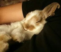 Bunny sleeping in the arms of it's owner.... Too cute