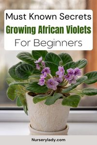 Unlock the must-know secrets to growing African violets as a beginner! This guide offers simple yet effective tips for nurturing healthy, vibrant violets in your home. Learn about the ideal light, watering schedule, soil mix, and fertilization techniques to help your African violets thrive. Whether you're new to houseplants or just getting started with African violets, this guide will set you up for success and beautiful blooms.