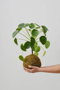 KOKEDAMA – Wabi-Sabi Ateliê