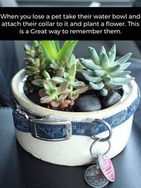 Pet memorial planter. Take your dog's old collar and attach it to their water dish, use it to plant succulents or other plants.