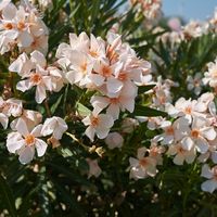 White Oleander flowering in a field