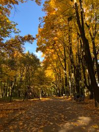 Just a regular day in fall #fall #autumn #aesthetic #tree #leaves #yellow