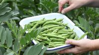 Mid-autumn best time to sow broad beans | Stuff.co.nz