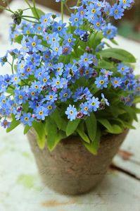 Forget-me-nots - shade.