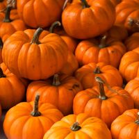 Pumpkin Garden Seeds - Jack Be Little - 1 Lb - Non-GMO, Heirloom Pumpkins - Deep Orange - Vegetable Gardening Seeds - Walmart.com - Walmart.com