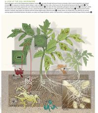 Soil Microbiome from The Scientist