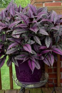 How to Grow & Care Persian Shield