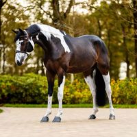 2019 Selle Français Stallion | Balou Du Rouet x Copabella Visage