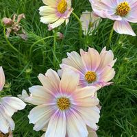 20 COSMOS APRICOT LEMONADE All Zones Unique Flower Seeds | Etsy