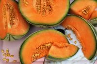 Cantaloupes: Planting, Growing, and Harvesting Cantaloupes & Muskmelons | The Old Farmer's Almanac