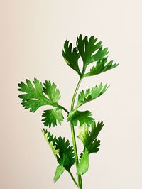 Le persil représente une herbe aromatique qui est énormément utilisée, que se soit en cuisine ou pour soulager des problèmes de santé. On peut la trouver plate ou frisée, mais ses vertus restent les mêmes. En plus d’être frais et très bon, le persil possède beaucoup d’avantages nutritifs, il est donc fortement conseillé de le consommer régulièrement. Cependant, il existe certaines étapes qu’il faut suivre afin de pouvoir le semer dans votre potager.