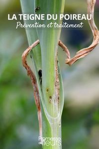 La teigne du poireau au potager : prévention et traitement