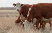 Hereford Cattle Print-Digital