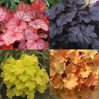 Heuchera - Coral Bells; Double check native status. Good for window box?